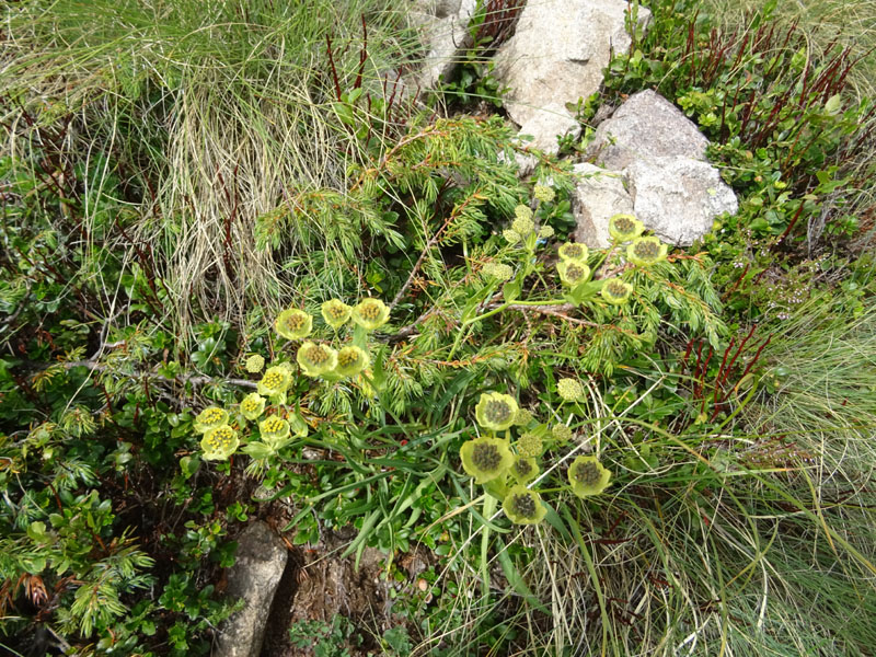 Bupleurum stellatum - Apiaceae